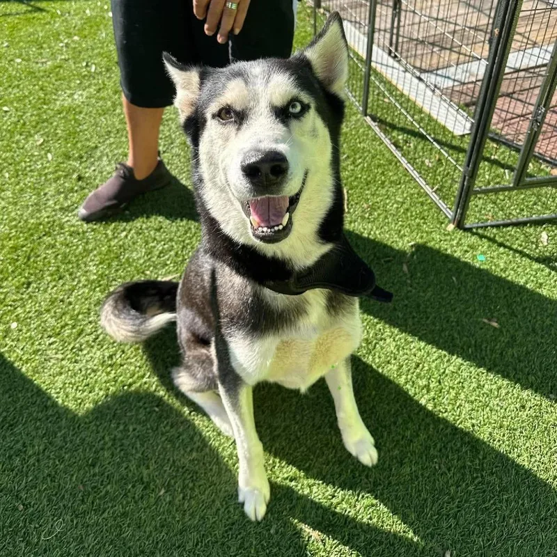 An adult small-sized male Gray / Blue / Silver Husky dog named Maxx for adoption in Tampa, FL