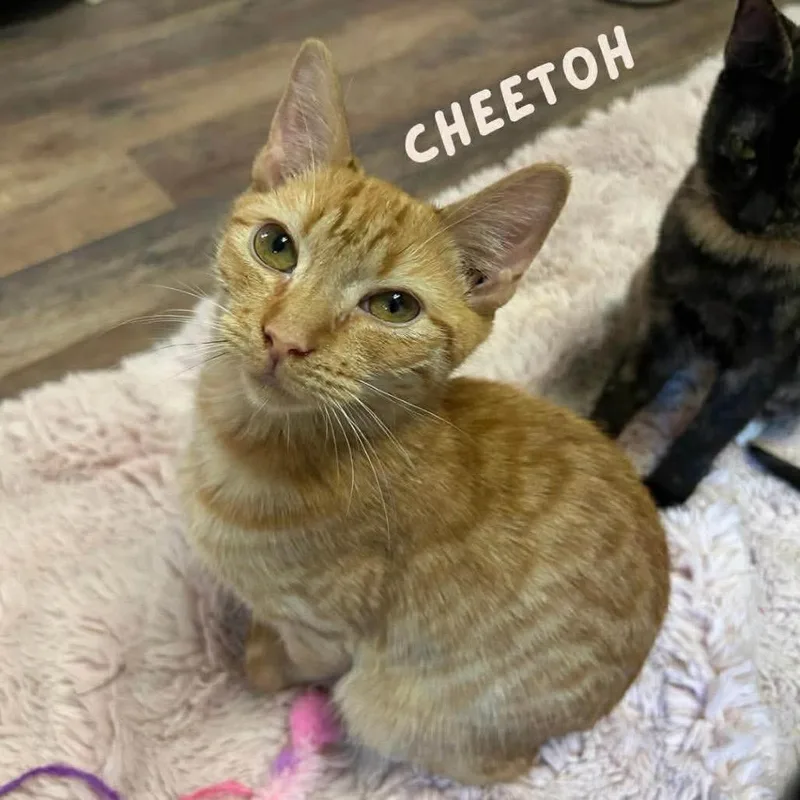 A baby small-sized male Orange / Red Domestic Short Hair cat named Cheetoh for adoption in Philadelphia, PA