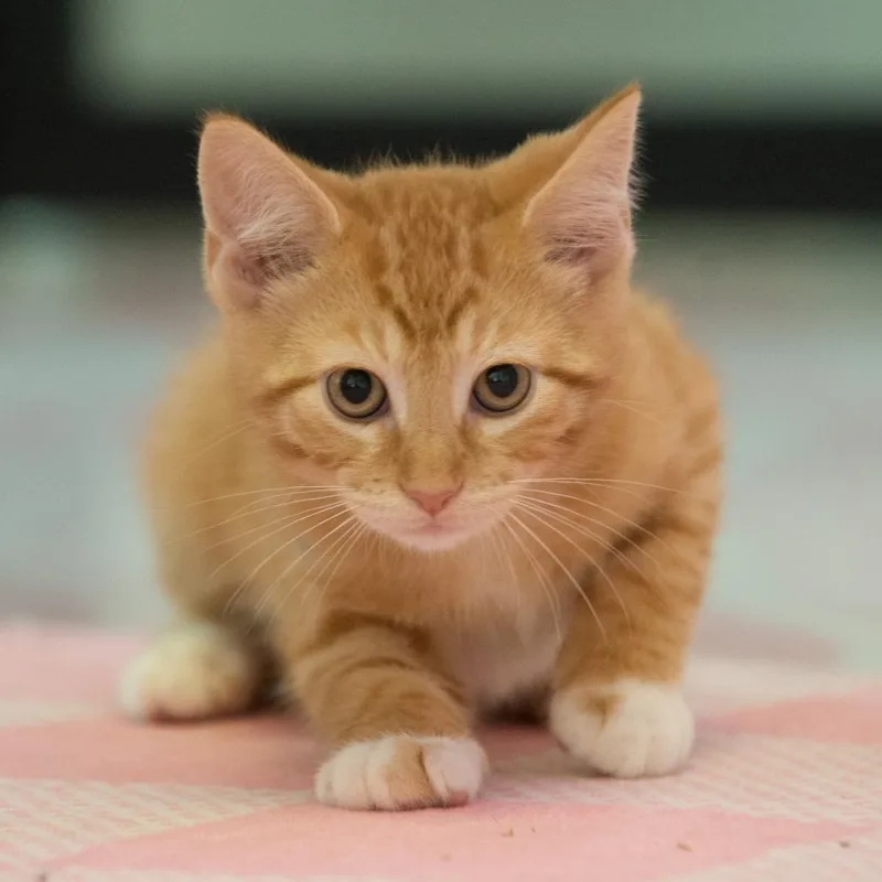 A baby small-sized male Orange / Red Domestic Short Hair cat named Bernard for adoption in Forest Park, IL