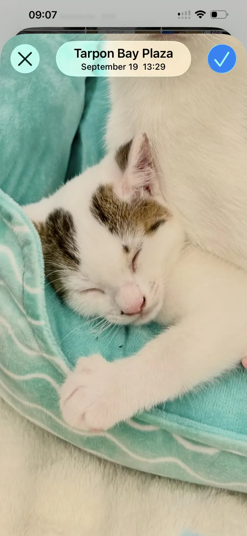 A baby medium-sized male Tabby cat named Phillip for adoption in Naples, FL