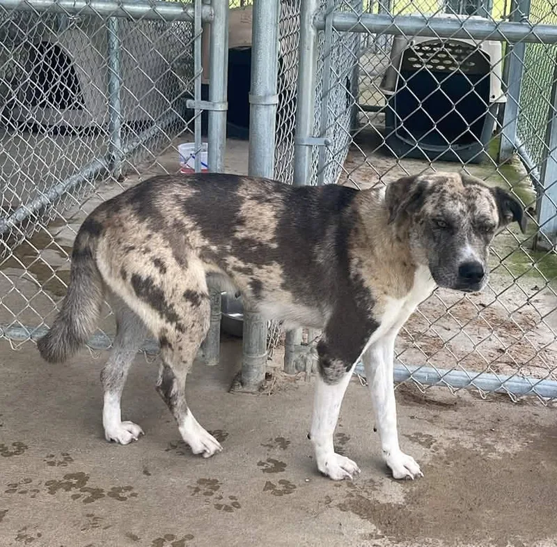 An adult medium-sized female Tricolor (Brown, Black, & White) Catahoula Leopard Dog dog named Marcie for adoption in Fort Payne, AL