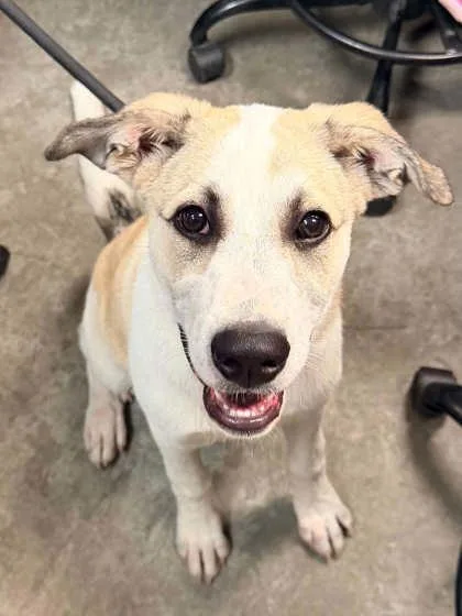 A young small-sized female German Shepherd Dog dog named Regan for adoption in Bowling Green, KY