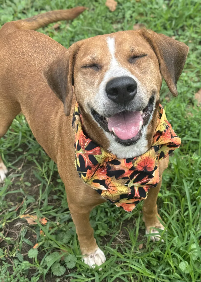 An adult medium-sized female Mixed Breed dog named Autumn for adoption in Anderson, IN
