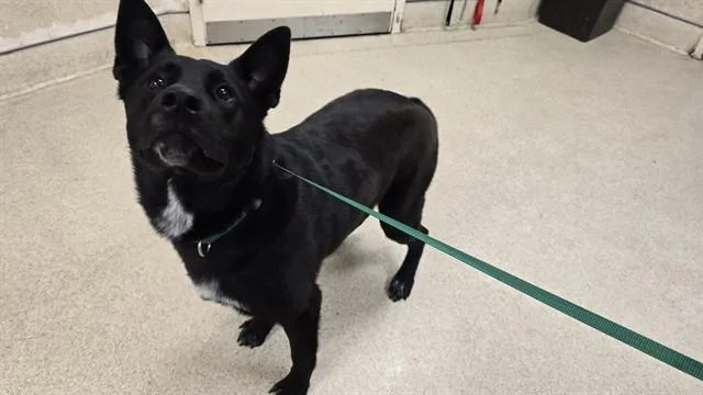 A young large-sized male German Shepherd Dog dog named Donnie for adoption in Riverside, CA