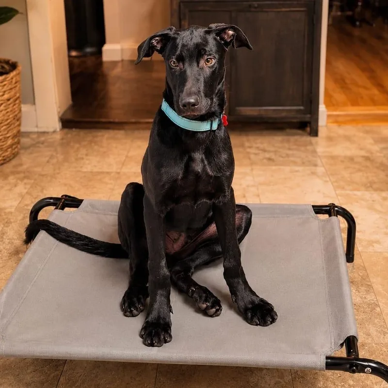 A baby medium-sized male Labrador Retriever dog named Drago for adoption in Houston, TX