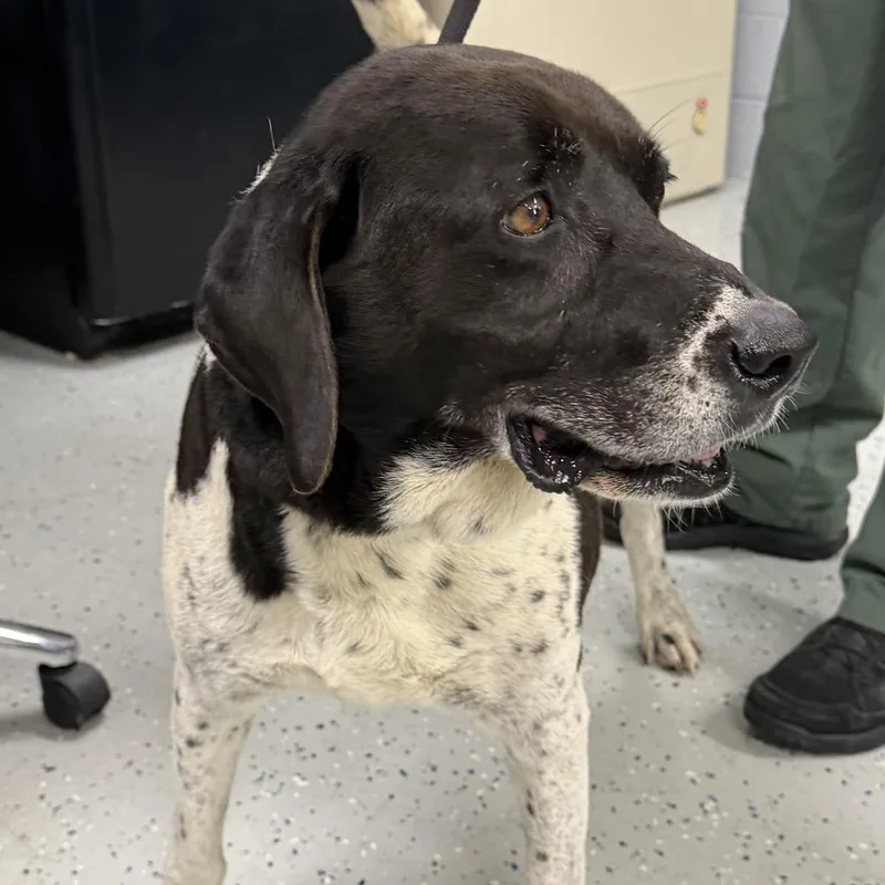 An adult large-sized male Black Labrador Retriever dog named Ryatt for adoption in Marion, VA