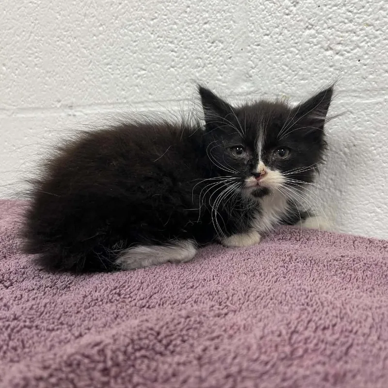 A baby small-sized female Black Domestic Medium Hair cat named SVASStray for adoption in Lyndhurst, VA
