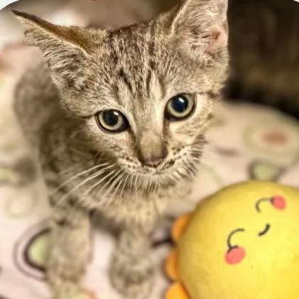 A baby small-sized male Brown / Chocolate Domestic Short Hair cat named Dr. Pepper for adoption in Concord, NC