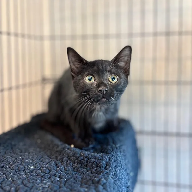 A baby small-sized female Black Domestic Short Hair cat named Tomatillo for adoption in Nashville, IN
