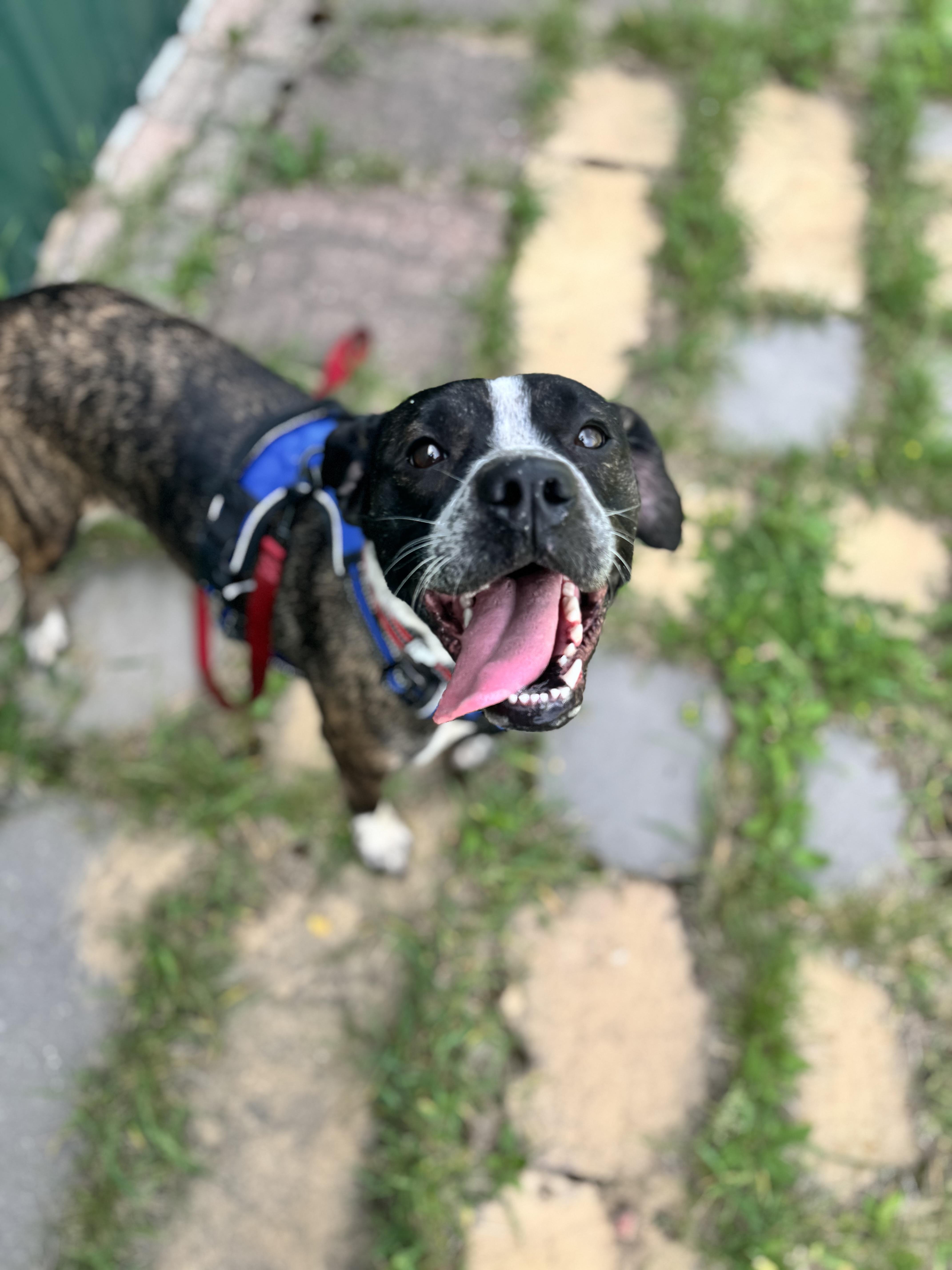 An adult medium-sized female Brindle Boston Terrier dog named Sammy for adoption in Dodgeville, WI