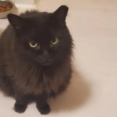 An adult medium-sized female Domestic Long Hair cat named Bella for adoption in Liverpool, TX
