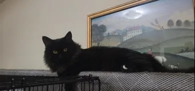 Bella thumbnail 5