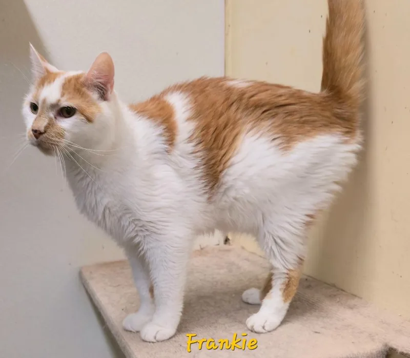 An adult medium-sized male Domestic Short Hair cat named Frankie for adoption in Cedar Rapids, IA