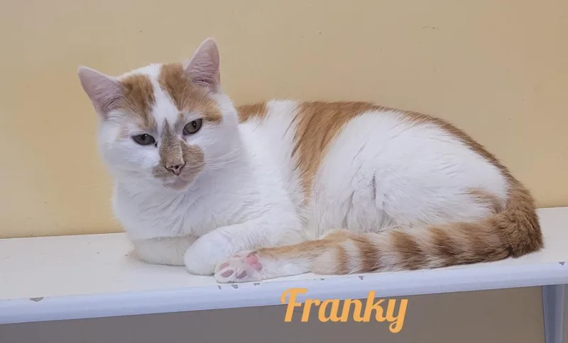 Frankie thumbnail 4
