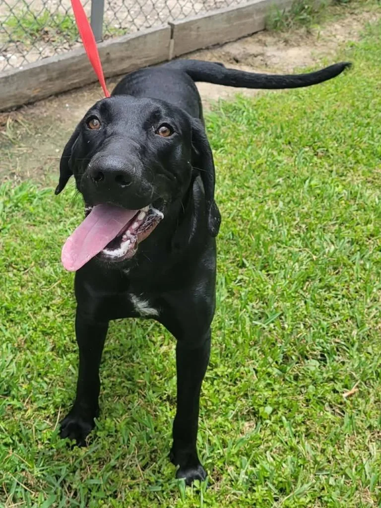 A young large-sized male Labrador Retriever dog named King for adoption in North Syracuse, NY