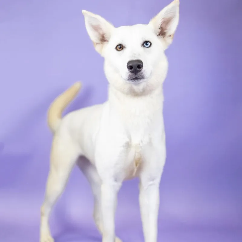 A young medium-sized female White / Cream Mixed Breed dog named Oakley for adoption in Portland, OR
