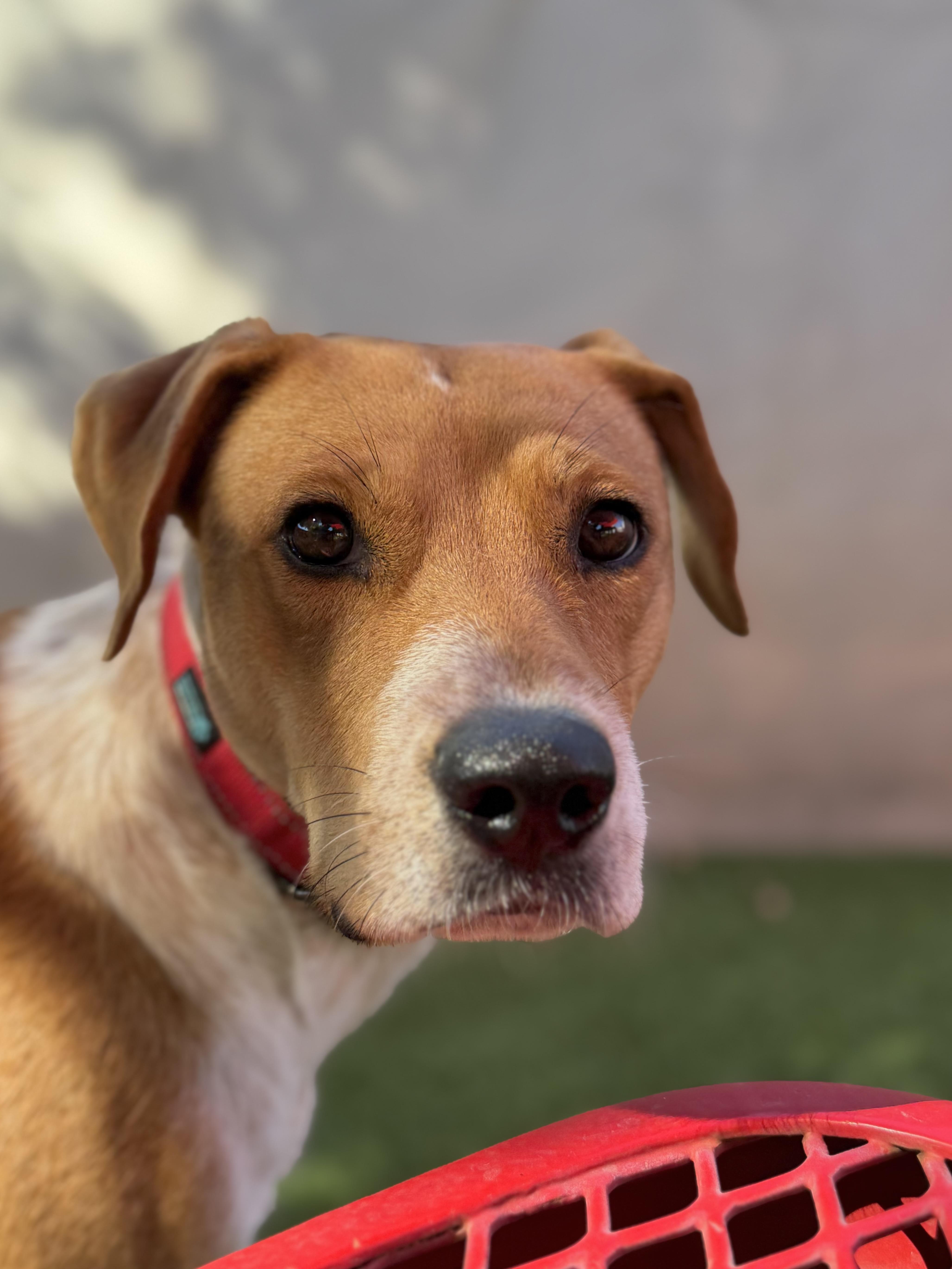 An adult medium-sized female Labrador Retriever dog named Hallie for adoption in Glendale, AZ