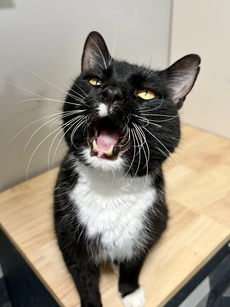An adult large-sized male American Shorthair cat named Banjo for adoption in West newton, PA