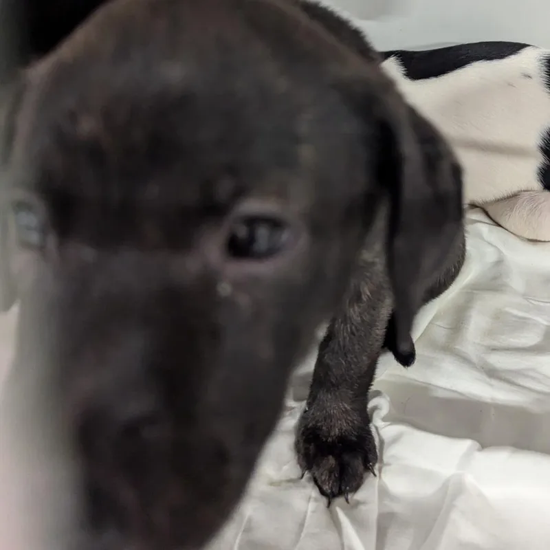 A baby small-sized female Hound dog named Baked Alaska for adoption in Charlottesville, VA