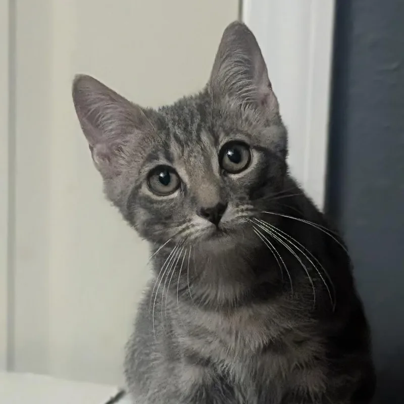 A young medium-sized male Tabby (Gray / Blue / Silver) Domestic Short Hair cat named Petrie for adoption in Cape Girardeau, MO