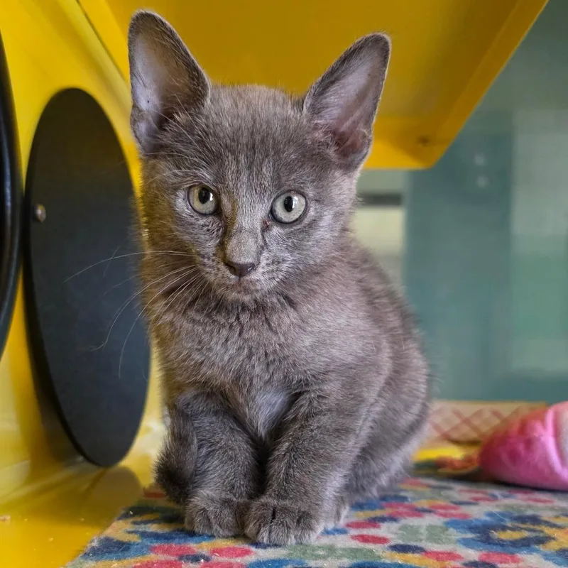 A baby small-sized female Gray / Blue / Silver Domestic Short Hair cat named Moulin Rouge for adoption in Abilene, TX