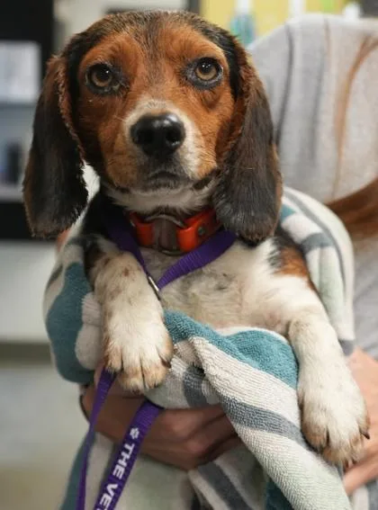 An adult small-sized male Beagle dog named Duke for adoption in Bowling Green, KY