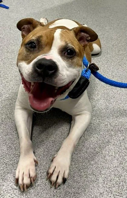 A senior medium-sized female Mixed Breed dog named Baby for adoption in Moundsville, WV