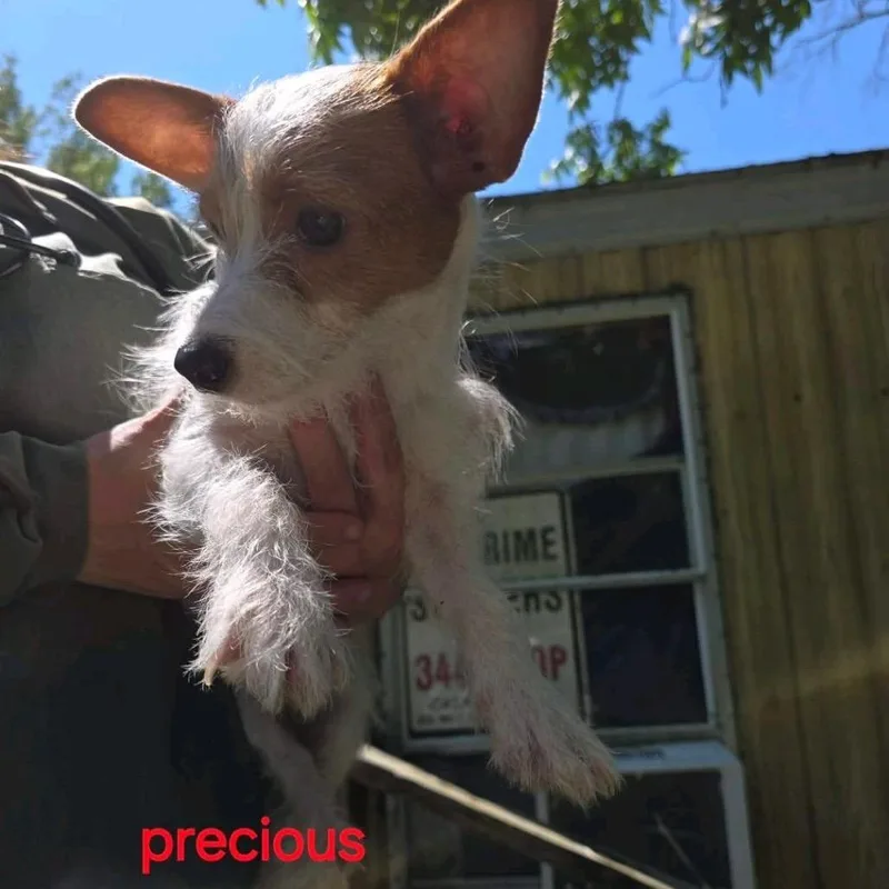 A young small-sized female White / Cream Chihuahua dog named Precious for adoption in Baton Rouge, LA