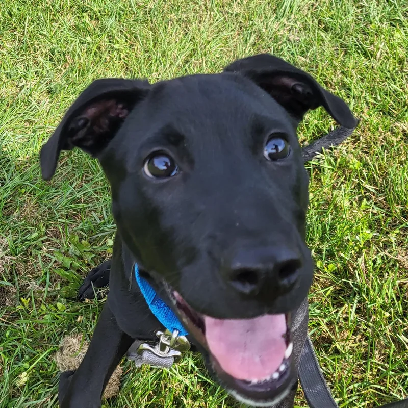 A baby medium-sized male Black Labrador Retriever dog named Bravo for adoption in Grayslake, IL