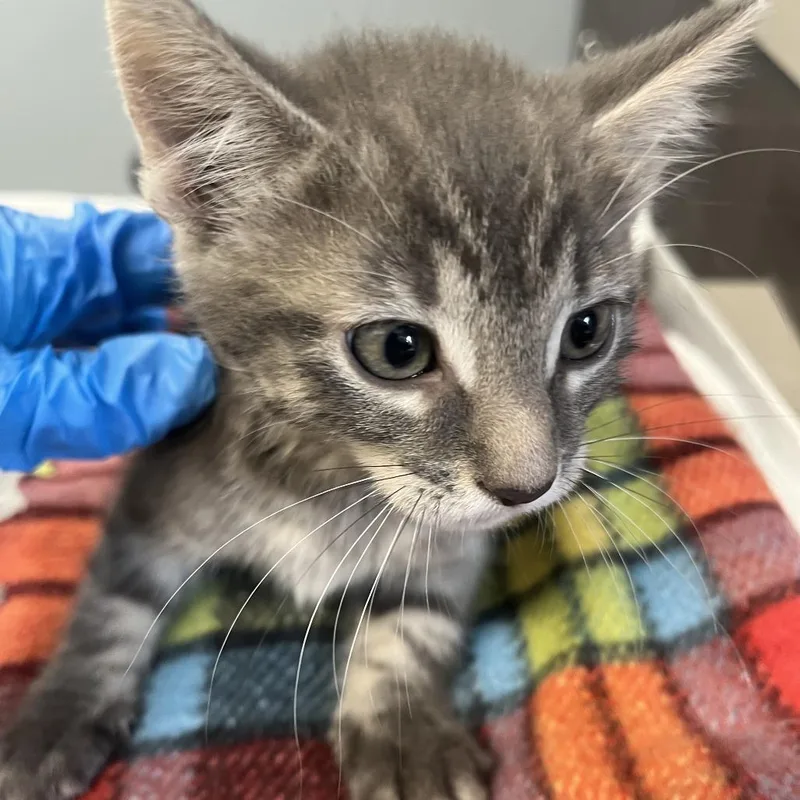 A baby small-sized female Gray / Blue / Silver Domestic Short Hair cat named Lexie for adoption in Oak Park, IL