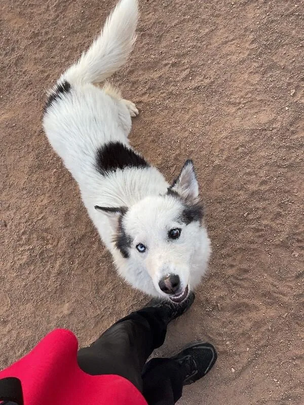 An adult medium-sized female White / Cream Husky dog named Gretal for adoption in Hobbs, NM