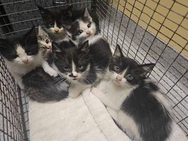A baby small-sized female Domestic Short Hair cat named Parsley for adoption in Tustin, CA