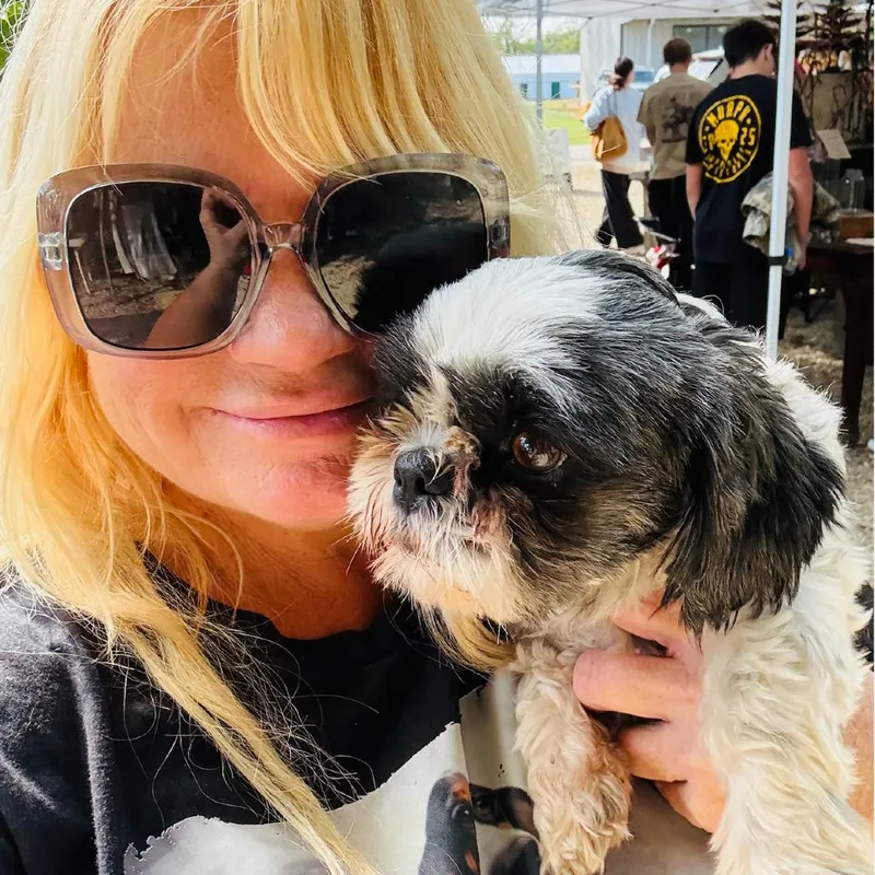 An adult small-sized female White / Cream Shih Tzu dog named Jocelyn for adoption in Rogersville, MO