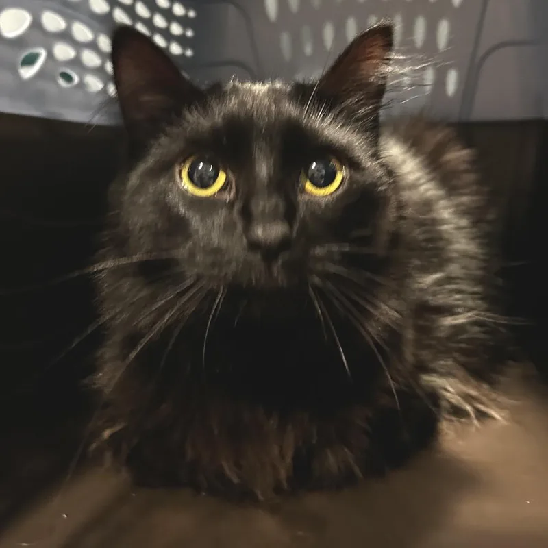 An adult medium-sized female Black Domestic Long Hair cat named Lulu for adoption in Chattanooga, TN