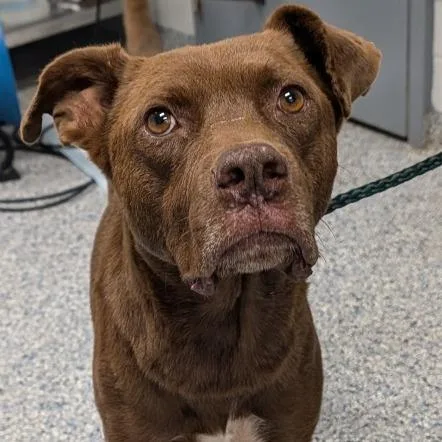 An adult medium-sized male Brown / Chocolate Mixed Breed dog named Louis for adoption in Greenville, SC