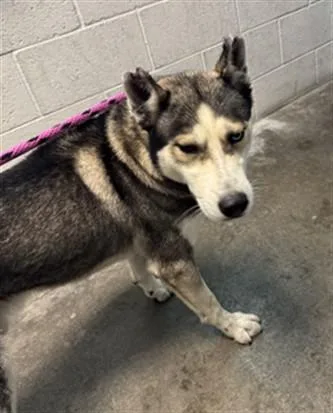 An adult large-sized male Siberian Husky dog named Tito for adoption in Los Angeles, CA