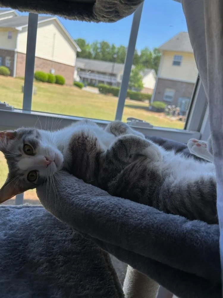 A young small-sized male Domestic Short Hair cat named Bojangles aka Bo for adoption in Kinston, NC
