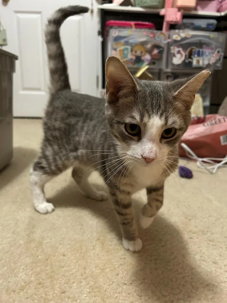 Bojangles aka Bo thumbnail 2