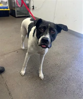 An adult large-sized female American Staffordshire Terrier dog named Nessa for adoption in Mesa, AZ