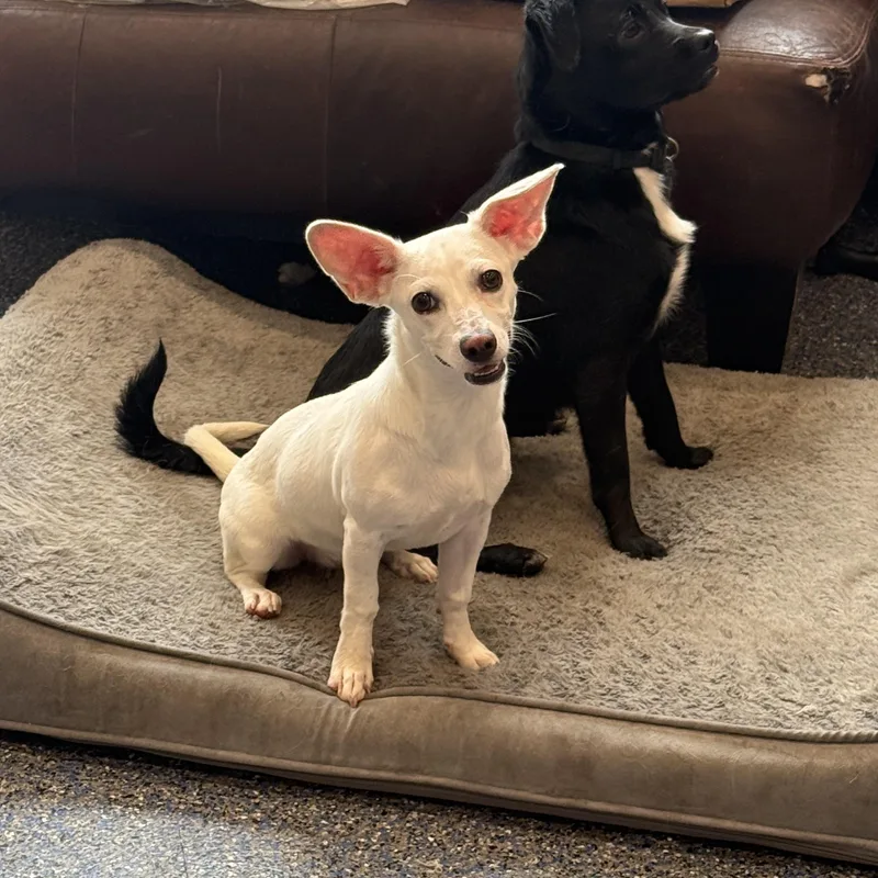 A young small-sized male Apricot / Beige Chihuahua dog named Suku for adoption in Phoenix, AZ