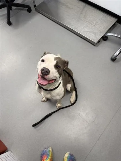 An adult medium-sized female Mixed Breed dog named Lizzie for adoption in West Chester, PA