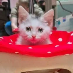 A baby small-sized female White Domestic Short Hair cat named Claytor for adoption in Lynchburg, VA