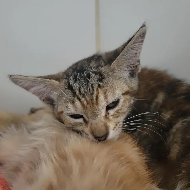 A baby small-sized female Brown / Chocolate Domestic Short Hair cat named Webby for adoption in Long Beach, CA