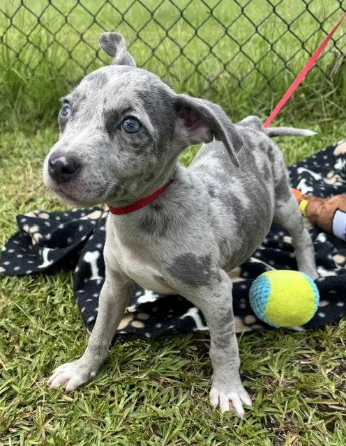 A baby large-sized female Labrador Retriever dog named Capri for adoption in Tarrytown, GA