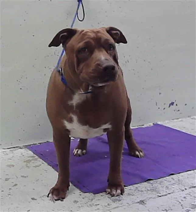 An adult large-sized female Staffordshire Bull Terrier dog named Roczy for adoption in Houston, TX
