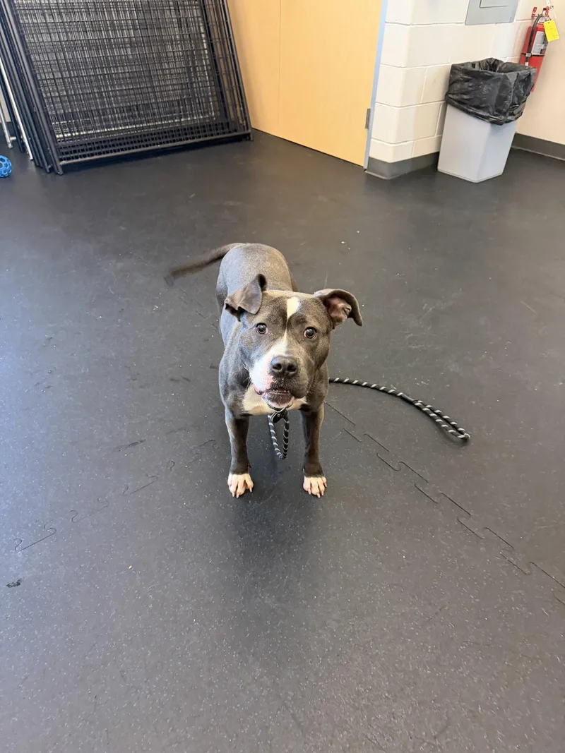A young medium-sized female Pit Bull Terrier dog named Minnie for adoption in Williamsburg, IA