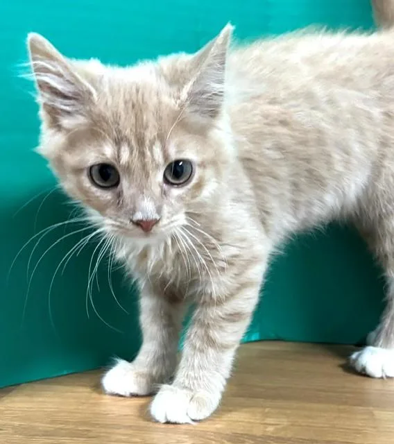 A baby medium-sized female Buff / Tan / Fawn Domestic Short Hair cat named Lemon Meringue for adoption in Hawk Point, MO