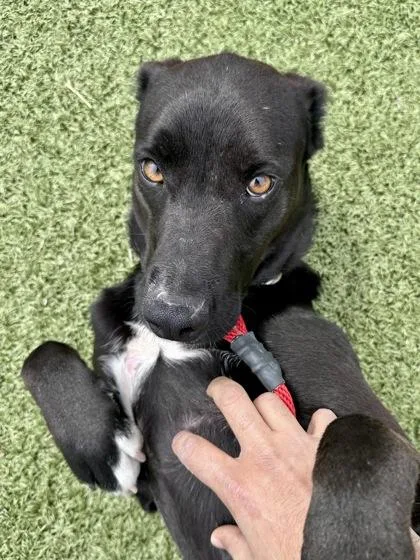 Great Googly Moogly thumbnail 2