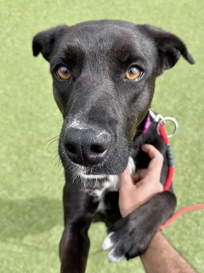 Great Googly Moogly thumbnail 3