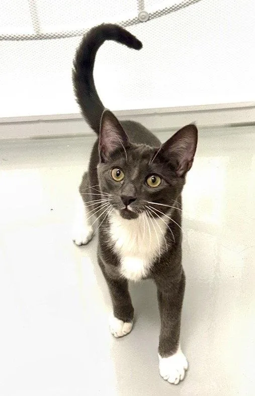 A young medium-sized male Tuxedo cat named Tempo for adoption in West Hills, CA